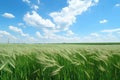 biofuel energy crop field waving in the wind