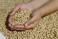 Biofuels. Alternative biofuel from sawdust , wood pellets