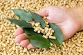 Biofuels . Wood pellets made of pressed sawdust and green leaves in his hand Royalty Free Stock Photo