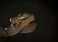 Bioga Cylonensis or Cylone Cat Snake seen at Matheran in daytime,Maharashtra,India Royalty Free Stock Photo