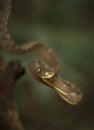 Bioga Cylonensis or Cylone Cat Snake seen at Matheran in daytime,Maharashtra,India Royalty Free Stock Photo