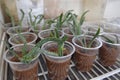 Biogenetic experiment with aloe vera