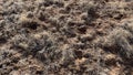 Biogenic soil crust - Living soil - Desert - Utah