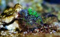 Bio-hazard bounce mushroom ear coral Royalty Free Stock Photo
