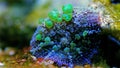 Bio-hazard bounce mushroom ear coral Royalty Free Stock Photo