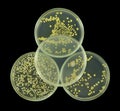 Biohazard symbol interpretation by petri plates composition isolated