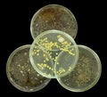 Biohazard symbol interpretation by petri plates composition isolated