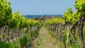 Biologic vineyard in sardegnia