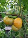 Biological big yellow tomatos