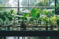 Biological chemistry test in plant science laboratory with organic leaf experiment in test tube Royalty Free Stock Photo