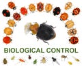 Biological control. Circular design with ladybugs