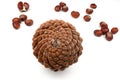 biological example of fibonacci spirals with some chestnuts in the background