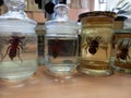 Biological exhibits, large spiders in jars with formalin, formaldehyde.