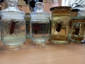 Biological exhibits, large spiders in jars with formalin, formaldehyde.