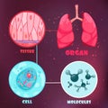 Biological Hierarchy Illustration