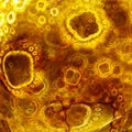 Biological life. Cells of microorganisms.