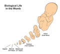 Biological life in the womb Royalty Free Stock Photo