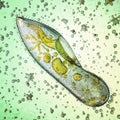 Biological micro organism paramecium caudatum Royalty Free Stock Photo