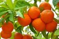 Biological oranges Royalty Free Stock Photo