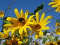yellow flowers with a blue sky and bumblebees and bees Royalty Free Stock Photo