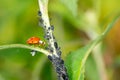 Biological Pest Control Royalty Free Stock Photo