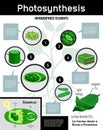 Biological Photosynthesis Infographic Poster