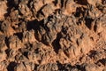 Biological Soil Crust Close-up