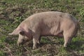 Biological sow eat the fresh grass and dig root about