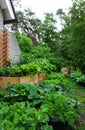 Biological vegetable garden or Kitchen garden. Organic green fresh food. with own grown vegetables and fruits. cosy little garden