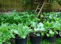 Biological vegetable garden or Kitchen garden. Organic green fresh food. with own grown vegetables and fruits. like Strawberry, ni
