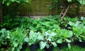 Biological vegetable garden or Kitchen garden. Organic green fresh food. with own grown vegetables and fruits. cosy little garden