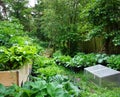 Biological vegetable garden or Kitchen garden. Organic green fresh food. with own grown vegetables and fruits. cosy little garden