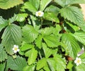 Biological wild strawberry plant with bright flowers, green leaves and white blossoms in terracotta pots