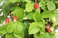 Biological wild strawberry plant with red fruits and bright flowers, green leaves and white blossoms in terracotta pots