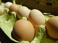 Biologically eggs in egg box