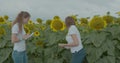 Biologist or agronomist, make measurements on the field of sunflowers. Royalty Free Stock Photo