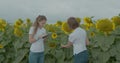 Biologist or agronomist, make measurements on the field of sunflowers. Royalty Free Stock Photo