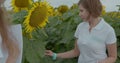 Biologist or agronomist, make measurements on the field of sunflowers. Royalty Free Stock Photo