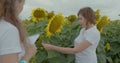 Biologist or agronomist, make measurements on the field of sunflowers. Royalty Free Stock Photo