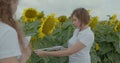 Biologist or agronomist, make measurements on the field of sunflowers. Royalty Free Stock Photo