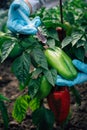 Biologist in blue gloves holds a syringe, close up. Scientist injecting into pepper with fertilizer. Genetically modified non