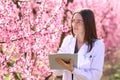 Biologist checking flowers in a peach trees Royalty Free Stock Photo