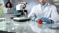 Biologist checking tomato sample laboratory after pesticide injection, nitrates Royalty Free Stock Photo