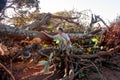 Biologist Environmentalist looking over the damage cause to an Avocado tree