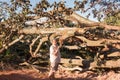 Biologist Environmentalist looking over the damage cause to an Avocado tree