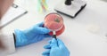 Biologist examines genetically modified tomatoes with magnifying glass in laboratory