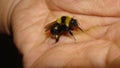 Biologist, exotic vet helping a bumblebee. bee drinking a sugar solution