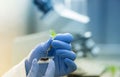 Biologist holding seedling above glass for microscope test Royalty Free Stock Photo