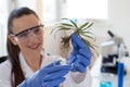 Biologist holding seedling above glass for test Royalty Free Stock Photo