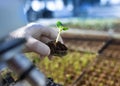 Biologist holding sprout with soil in petri dish in laboratory